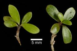 Image: D. Glenny, J. Cruickshank © Landcare Research 2014 